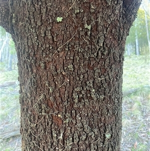 Exocarpos cupressiformis at Brindabella, NSW - 12 Oct 2024