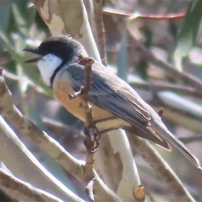 Pachycephala rufiventris (Rufous Whistler) at Mount Clear, ACT - 9 Oct 2024 by RobParnell