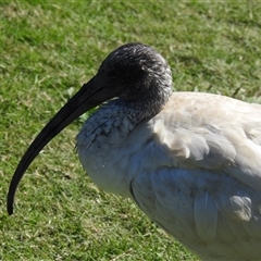 Threskiornis molucca at Bundaberg South, QLD - 19 Jul 2024 11:28 AM