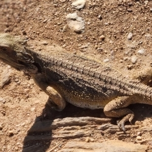 Pogona barbata at Bungendore, NSW - 12 Oct 2024