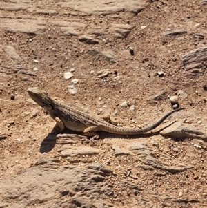 Pogona barbata at Bungendore, NSW - 12 Oct 2024