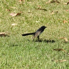 Rhipidura leucophrys (Willie Wagtail) at Bundaberg South, QLD - 19 Jul 2024 by Gaylesp8