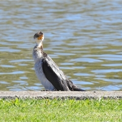 Microcarbo melanoleucos (Little Pied Cormorant) at Bundaberg South, QLD - 19 Jul 2024 by Gaylesp8