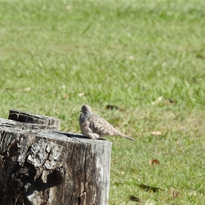 Geopelia placida (Peaceful Dove) at Bundaberg South, QLD - 19 Jul 2024 by Gaylesp8