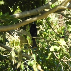 Dicrurus bracteatus (Spangled Drongo) at Bundaberg South, QLD - 19 Jul 2024 by Gaylesp8