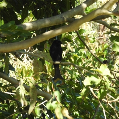 Dicrurus bracteatus (Spangled Drongo) at Bundaberg South, QLD - 19 Jul 2024 by Gaylesp8