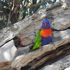 Trichoglossus moluccanus (Rainbow Lorikeet) at Bundaberg South, QLD - 19 Jul 2024 by Gaylesp8