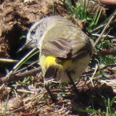 Acanthiza chrysorrhoa (Yellow-rumped Thornbill) at Mount Clear, ACT - 9 Oct 2024 by RobParnell