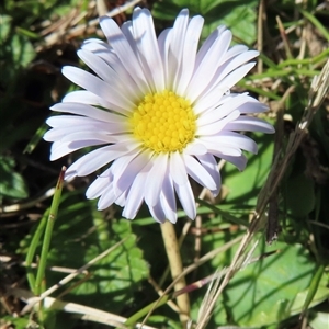 Brachyscome decipiens at Mount Clear, ACT - 9 Oct 2024