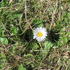 Brachyscome decipiens at Mount Clear, ACT - 9 Oct 2024