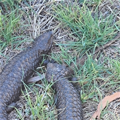 Tiliqua rugosa (Shingleback Lizard) at Watson, ACT - 12 Oct 2024 by abread111