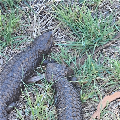 Tiliqua rugosa (Shingleback Lizard) at Watson, ACT - 12 Oct 2024 by abread111