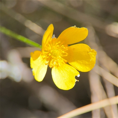 Ranunculus lappaceus (Australian Buttercup) at Carwoola, NSW - 12 Oct 2024 by Hejor1