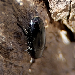 Adelotopus sp. (genus) (Adelotopus ground beetle) at Carwoola, NSW - 12 Oct 2024 by Hejor1