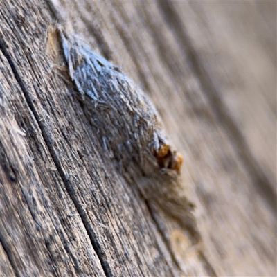 Psychidae (family) IMMATURE (Unidentified case moth or bagworm) at Carwoola, NSW - 12 Oct 2024 by Hejor1