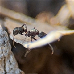 Rhytidoponera sp. (genus) (Rhytidoponera ant) at Carwoola, NSW - 12 Oct 2024 by Hejor1