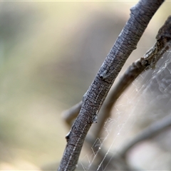 Segestriidae sp (family) at Carwoola, NSW - 12 Oct 2024