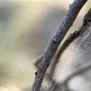 Segestriidae sp (family) at Carwoola, NSW - 12 Oct 2024