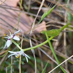 Wurmbea dioica subsp. dioica at Carwoola, NSW - 12 Oct 2024 02:38 PM