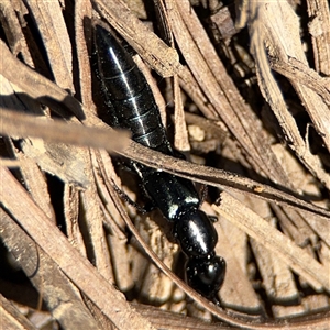 Staphylinidae (family) at Carwoola, NSW - 12 Oct 2024 02:36 PM