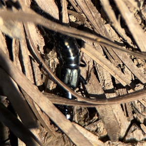 Staphylinidae (family) at Carwoola, NSW - 12 Oct 2024 02:36 PM