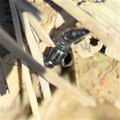 Staphylinidae (family) at Carwoola, NSW - 12 Oct 2024 02:36 PM