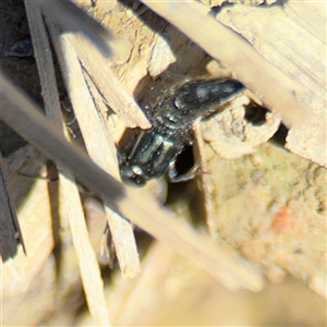 Staphylinidae (family) at Carwoola, NSW - 12 Oct 2024 02:36 PM