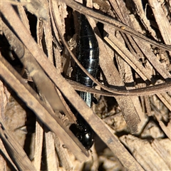 Staphylinidae (family) at Carwoola, NSW - 12 Oct 2024 02:36 PM