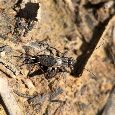 Bobilla sp. (genus) (A Small field cricket) at Carwoola, NSW - 12 Oct 2024 by Hejor1