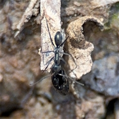 Iridomyrmex sp. (genus) (Ant) at Carwoola, NSW - 12 Oct 2024 by Hejor1