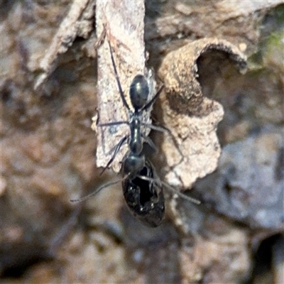 Iridomyrmex sp. (genus) (Ant) at Carwoola, NSW - 12 Oct 2024 by Hejor1