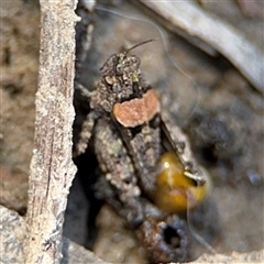 Acrididae sp. (family) at Carwoola, NSW - 12 Oct 2024 by Hejor1