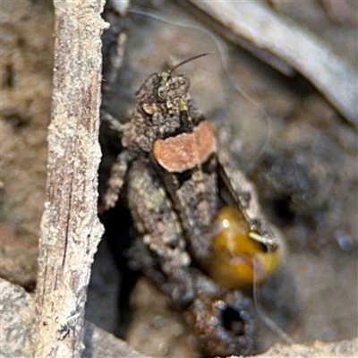 Acrididae sp. (family) at Carwoola, NSW - 12 Oct 2024 by Hejor1