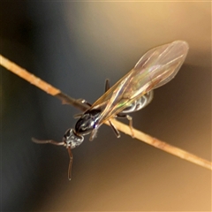 Iridomyrmex sp. (genus) (Ant) at Carwoola, NSW - 12 Oct 2024 by Hejor1