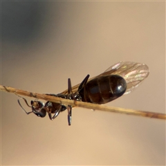 Iridomyrmex sp. (genus) at Carwoola, NSW - 12 Oct 2024