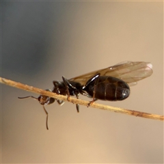 Iridomyrmex sp. (genus) at Carwoola, NSW - 12 Oct 2024