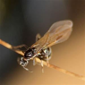 Iridomyrmex sp. (genus) at Carwoola, NSW - 12 Oct 2024