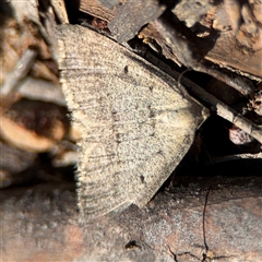 Taxeotis reserata at Carwoola, NSW - 12 Oct 2024 02:23 PM