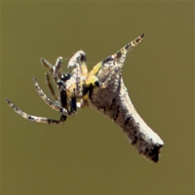 Acroaspis olorina (A twig spider) at Carwoola, NSW - 12 Oct 2024 by Hejor1