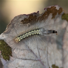 Uraba lugens at Carwoola, NSW - 12 Oct 2024 02:11 PM