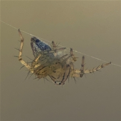 Oxyopes sp. (genus) (Lynx spider) at Carwoola, NSW - 12 Oct 2024 by Hejor1