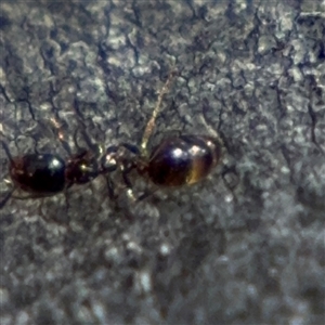 Monomorium sp. (genus) at Carwoola, NSW - 12 Oct 2024 02:03 PM