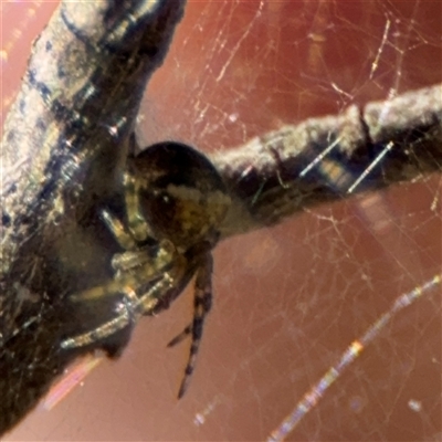 Araneus albotriangulus (White-triangle orb weaver) at Carwoola, NSW - 12 Oct 2024 by Hejor1