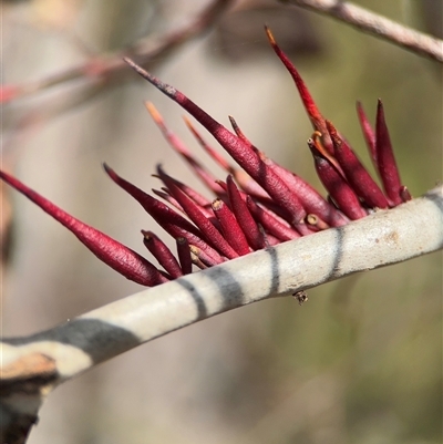 Eucalyptus insect gall at Oaks Estate, ACT - 12 Oct 2024 by Hejor1