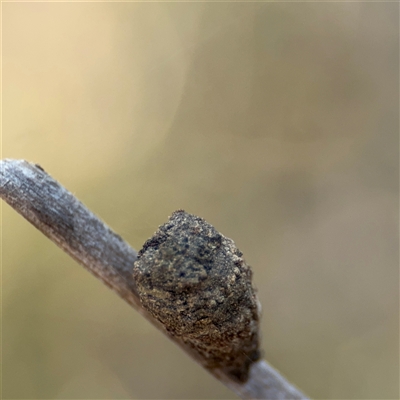 Cryptocephalinae (sub-family) (A case-bearing leaf beetle) at Carwoola, NSW - 12 Oct 2024 by Hejor1