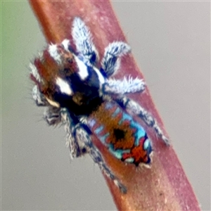 Maratus calcitrans at Carwoola, NSW - 12 Oct 2024