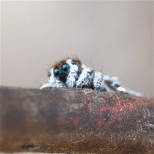 Maratus calcitrans at Carwoola, NSW - 12 Oct 2024