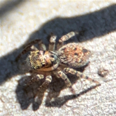 Euophryinae sp.(Undescribed) (subfamily) at Carwoola, NSW - 12 Oct 2024 by Hejor1