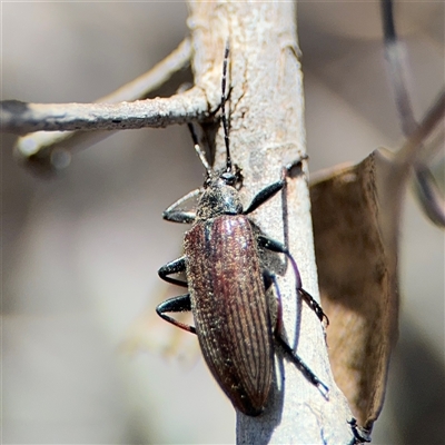 Tanychilus sp. (genus) at Carwoola, NSW - 12 Oct 2024 by Hejor1