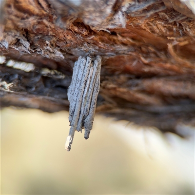 Clania (genus) (A case moth) at Carwoola, NSW - 12 Oct 2024 by Hejor1